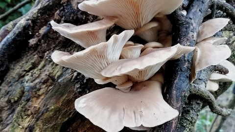 oyster plus牌牡蛎吃了怎么样会不会有副作用  知乎